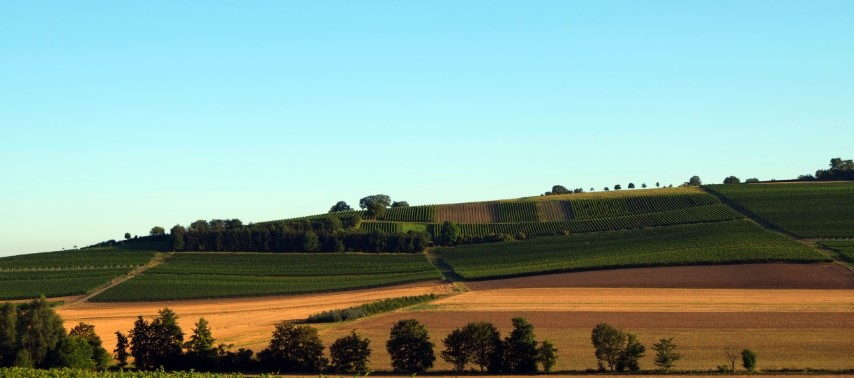 Weinberge in Rheinhessen